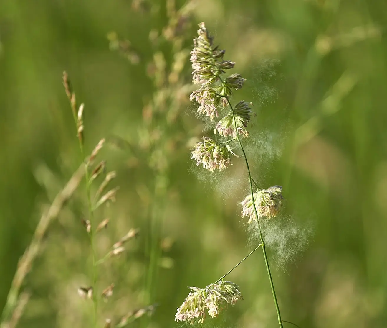 Plant that can cause allergies